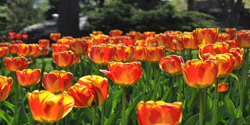 tulips_spring rev